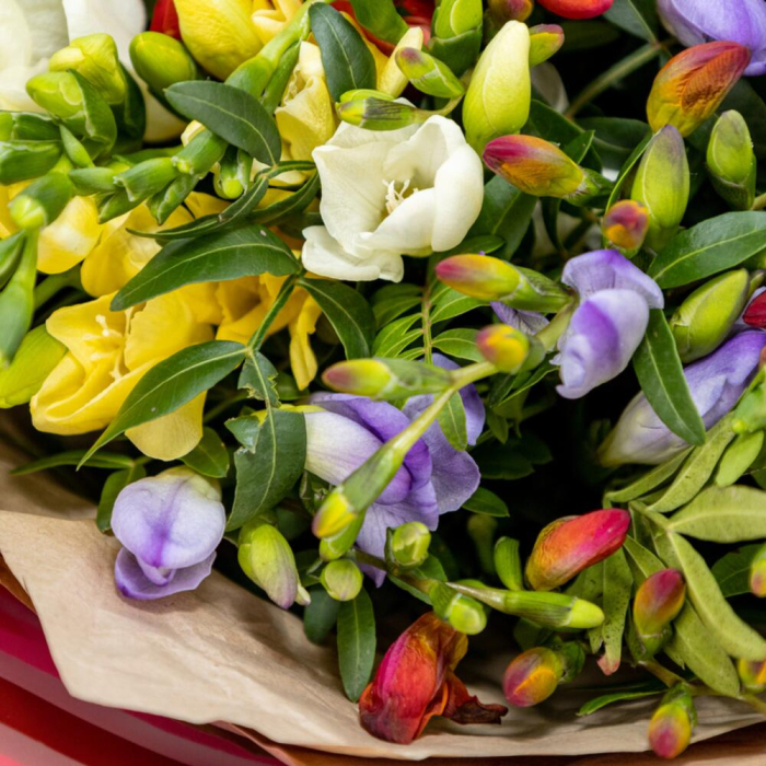 Buchet din 51 Frezii Multicolore [3]