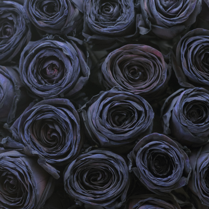 Buchet din 51 Trandafiri Negri [3]