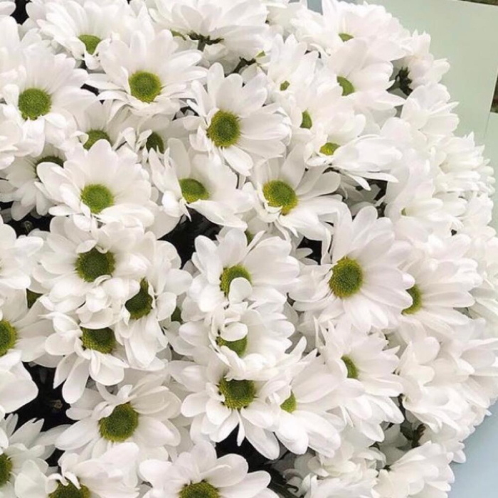 Buchet din 9 Crizanteme Albe [2]