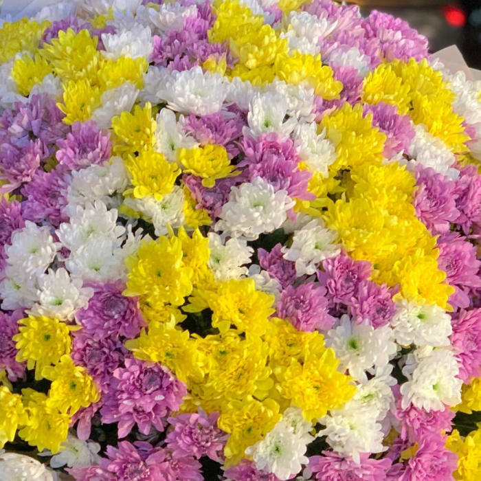 Buchet Multicolor din 101 Crizanteme [4]