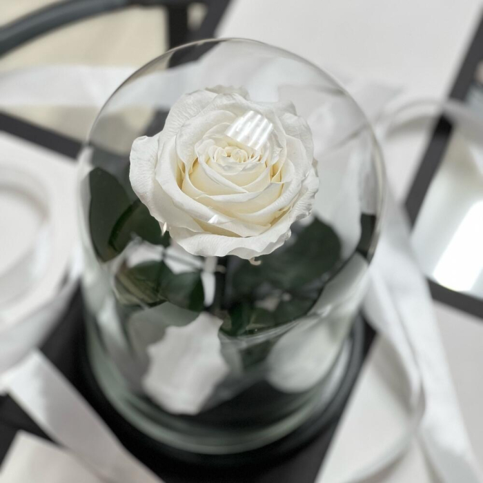 Trandafir Criogenat Alb în Cupolă de Sticlă [5]