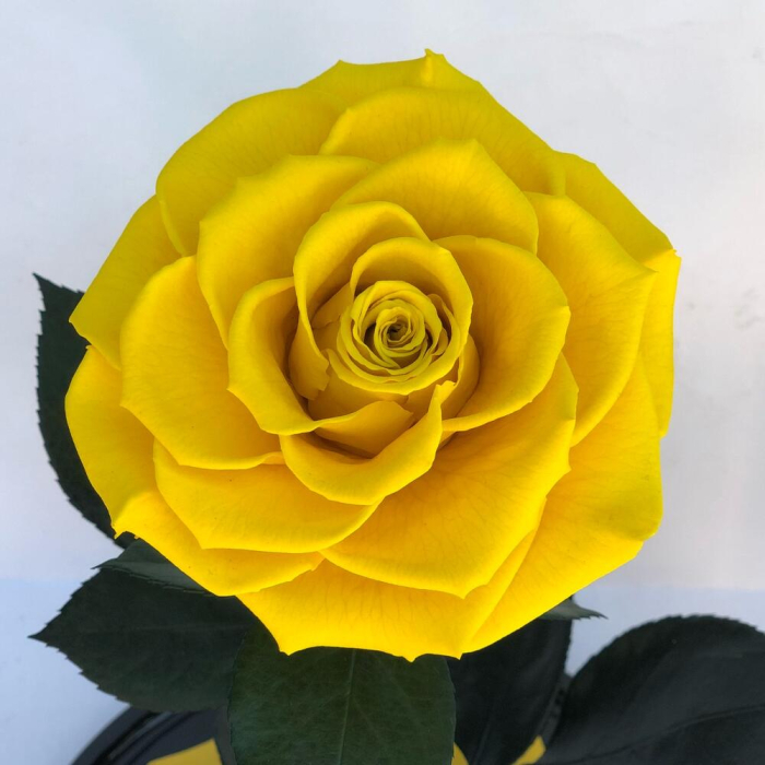 Trandafir Criogenat Galben în Cupolă de Sticlă [5]