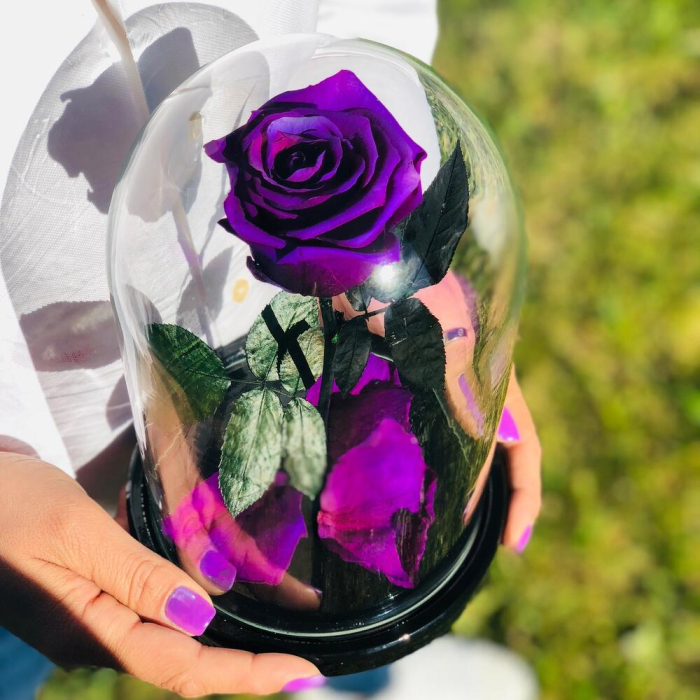 Trandafir Criogenat Mov în Cupolă de Sticlă [2]