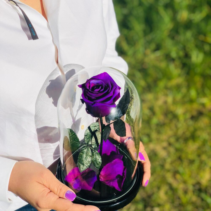 Trandafir Criogenat Mov în Cupolă de Sticlă [4]