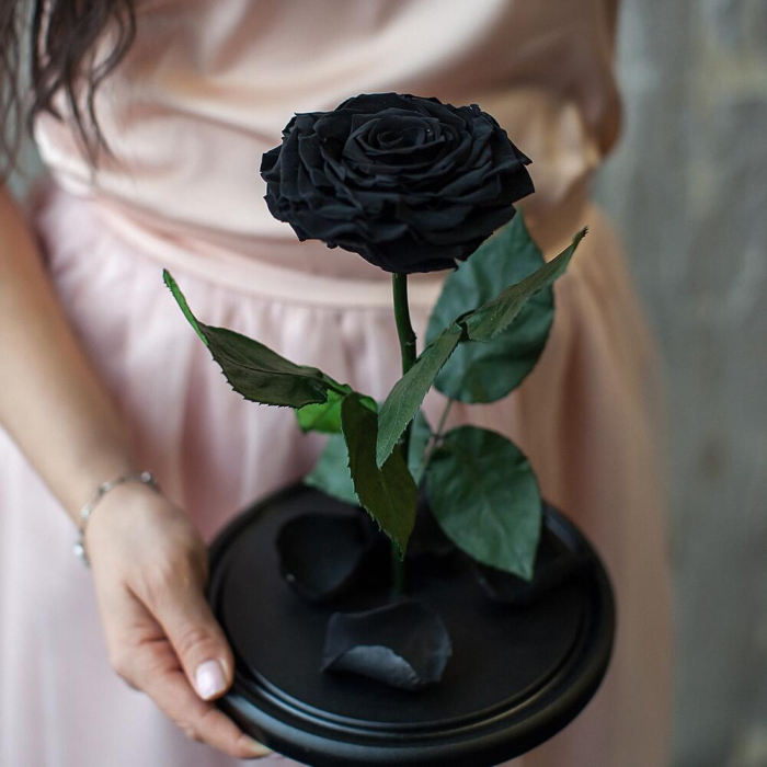 Trandafir Criogenat Negru în Cupolă de Sticlă [2]