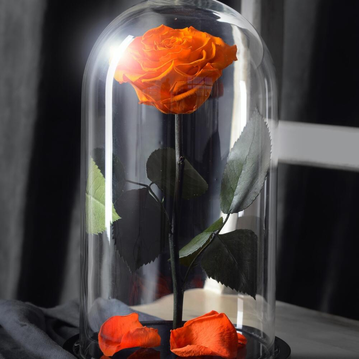 Trandafir Criogenat Portocaliu în Cupolă de Sticlă [2]