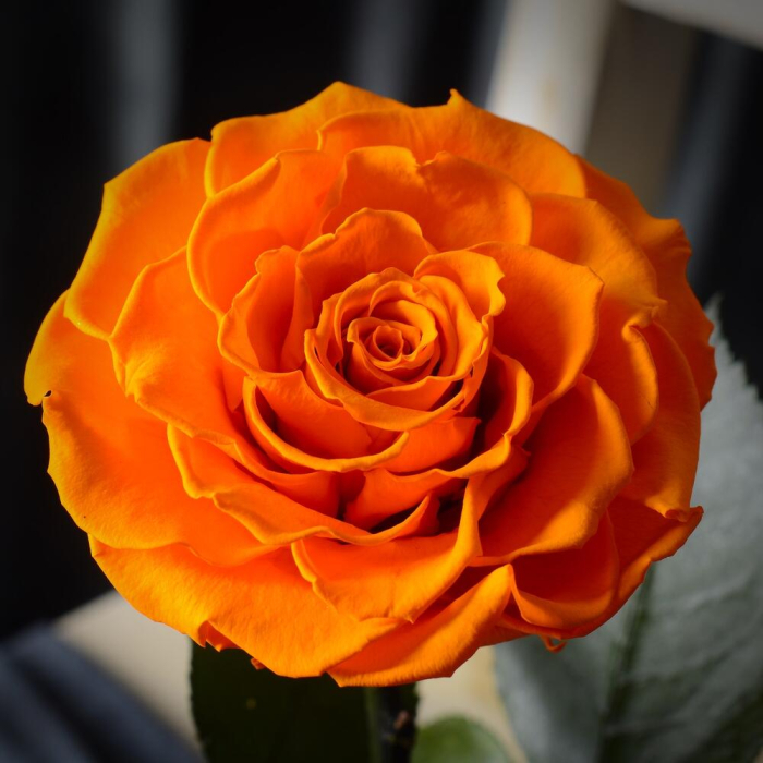 Trandafir Criogenat Portocaliu în Cupolă de Sticlă [4]