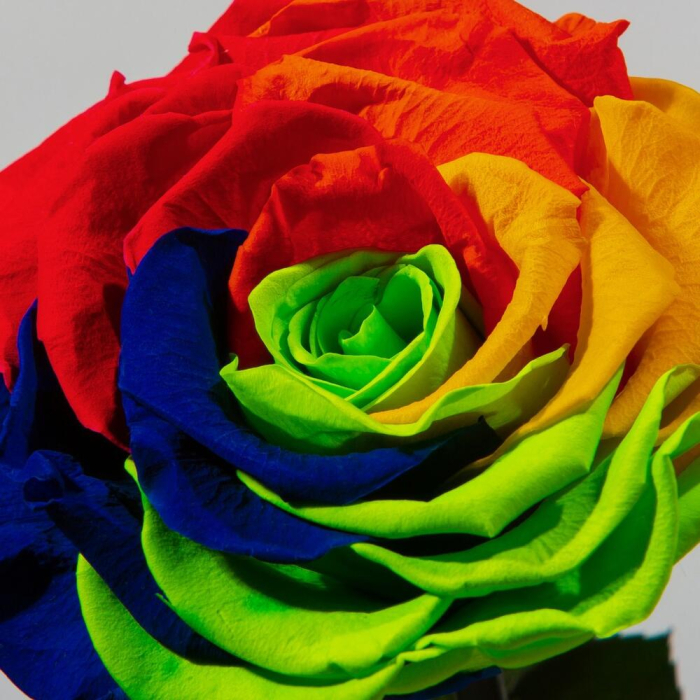 Trandafir Criogenat Rainbow în Cupolă de Sticlă [4]