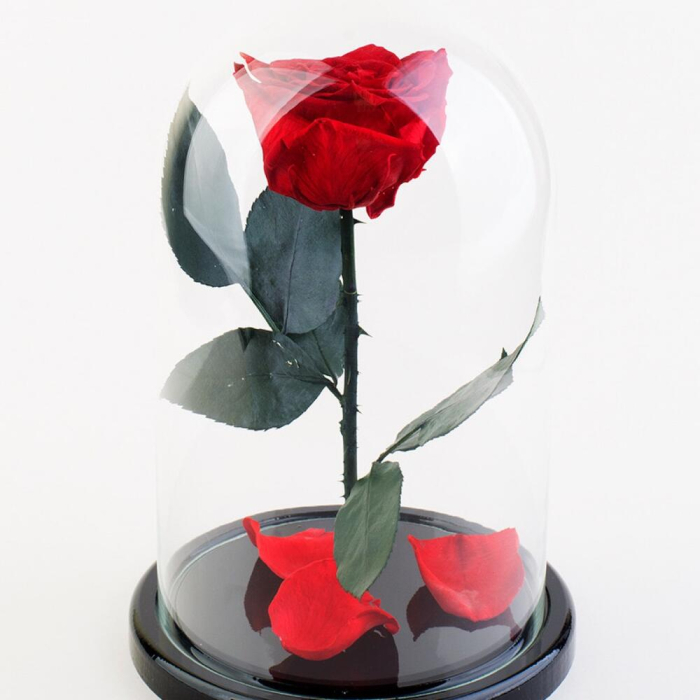 Trandafir Criogenat Roșu în Cupolă de Sticlă [6]