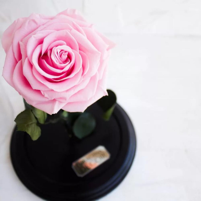 Trandafir Criogenat Roz în Cupolă de Sticlă [6]