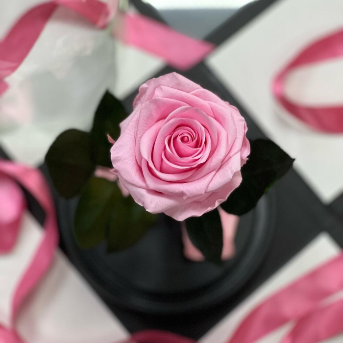 Trandafir Criogenat Roz în Cupolă de Sticlă [5]