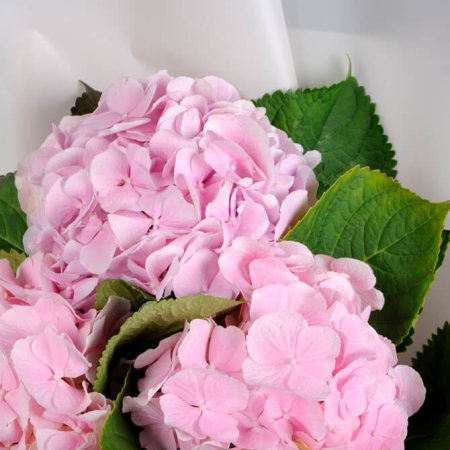 Buchet de 3 hortensii "Roz" [1]