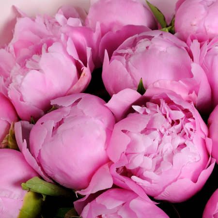 Buchet din 15 Bujori Roz [3]