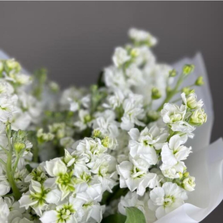 Buchet din 15 Mixandre Albe (Matthiola) [3]