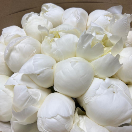 Buchet din 19 Bujori Albi în Hartie Kraft [5]