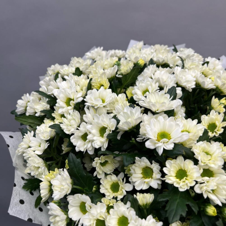 Buchet din 25 Crizanteme Santini Albe [4]