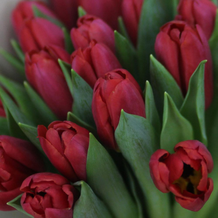 Buchet din 25 de Lalele Roșii [2]