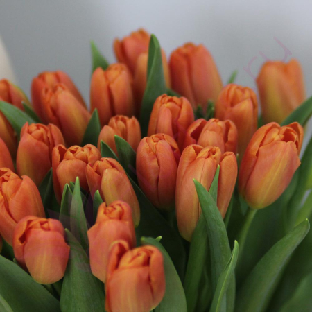 Buchet din 25 Lalele Portocalii [2]