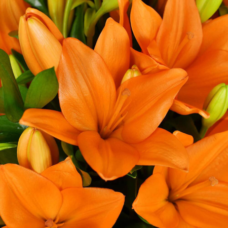 Buchet din Crini Imperiali [1]