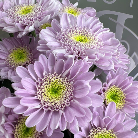 Buchet din 5 Crizanteme Lila [4]