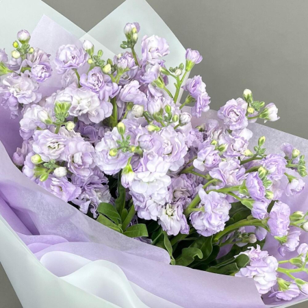 Buchet din 5 Mixandre Mov (Matthiola) [2]