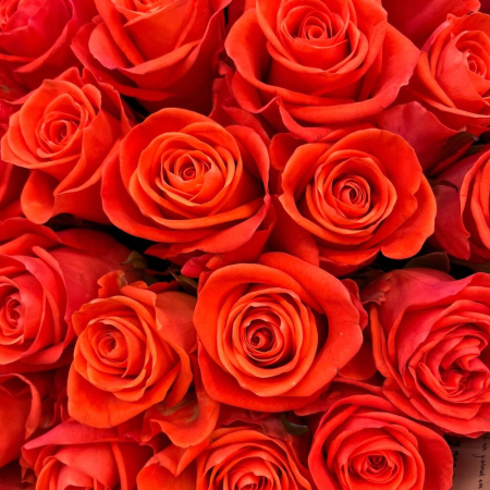 Buchet din 51 Trandafiri Portocalii [4]