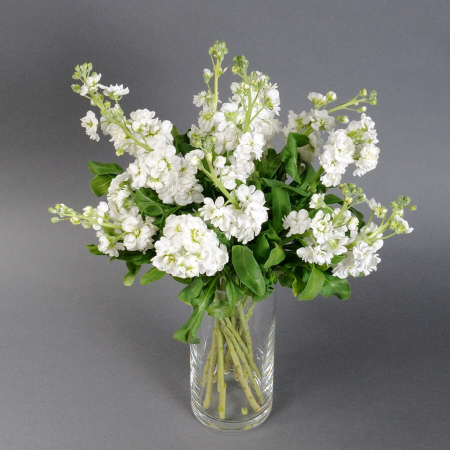 Buchete - Matiola într-o vază