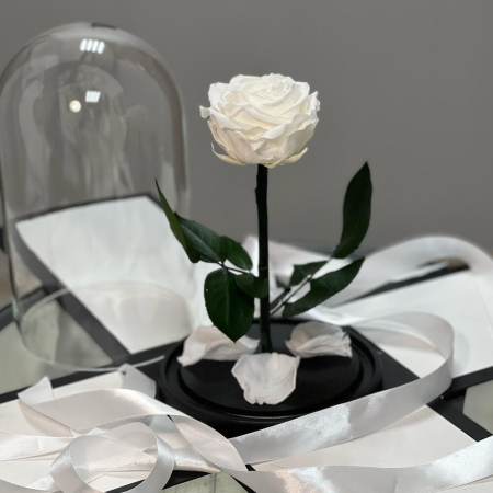 Trandafir Criogenat Alb în Cupolă de Sticlă [2]