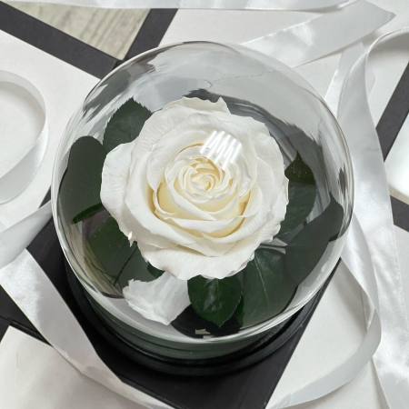 Trandafir Criogenat Alb în Cupolă de Sticlă [3]