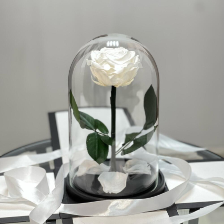 Criogenați - Trandafir Criogenat Alb în Cupolă de Sticlă
