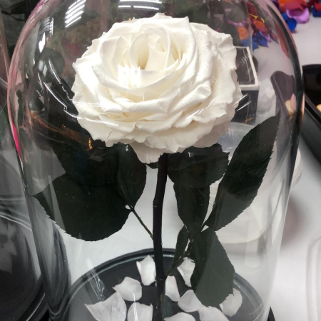 Trandafir Criogenat Alb în Cupolă de Sticlă [5]