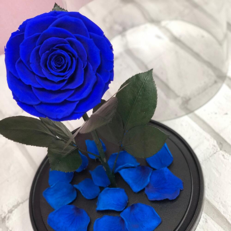 Trandafir Criogenat Albastru în Cupolă de Sticlă [2]
