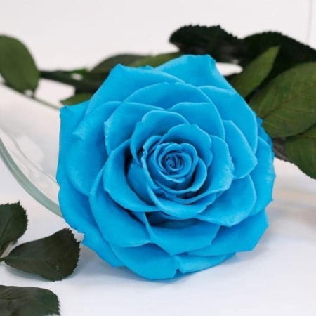 Trandafir Criogenat Bleu în Cupolă de Sticlă [5]