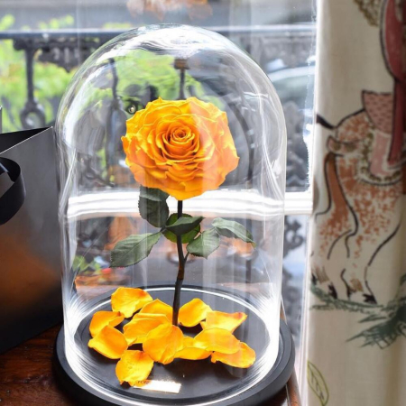 Trandafir Criogenat Galben în Cupolă de Sticlă [2]