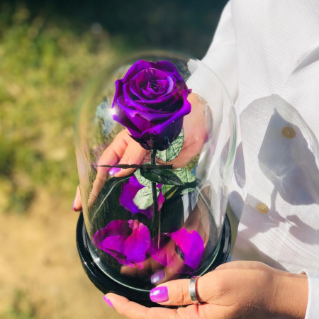Trandafir Criogenat Mov în Cupolă de Sticlă [2]