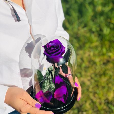 Trandafir Criogenat Mov în Cupolă de Sticlă [3]