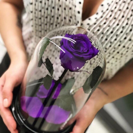 Trandafir Criogenat Mov în Cupolă de Sticlă [5]