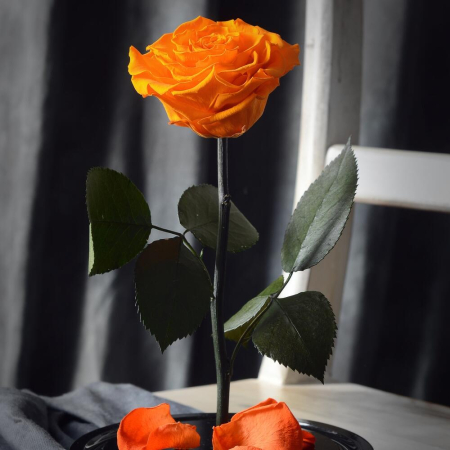 Trandafir Criogenat Portocaliu în Cupolă de Sticlă [2]