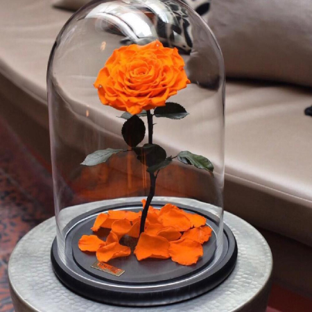 Criogenați - Trandafir Criogenat Portocaliu în Cupolă de Sticlă