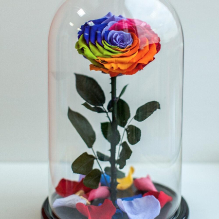 Criogenați - Trandafir Criogenat Rainbow în Cupolă de Sticlă