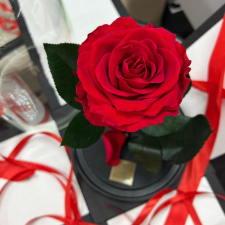 Trandafir Criogenat Roșu în Cupolă de Sticlă [3]
