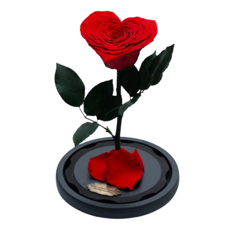 Criogenați - Trandafir Criogenat Roșu în Formă de Inimă