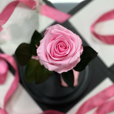 Trandafir Criogenat Roz în Cupolă de Sticlă [4]