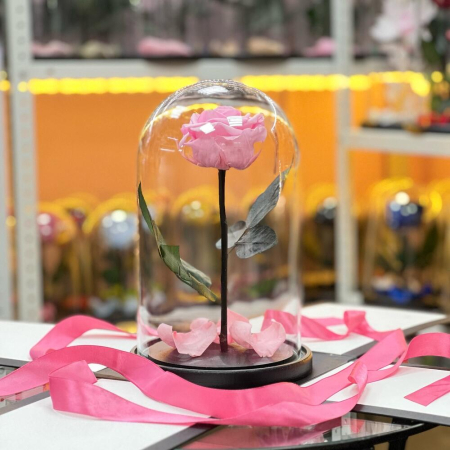 Trandafir Criogenat Roz în Cupolă de Sticlă [1]