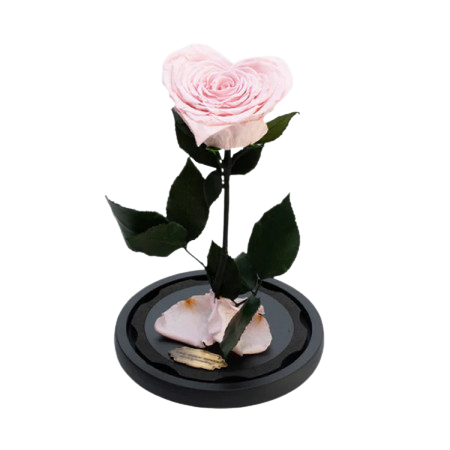 Criogenați - Trandafir Criogenat Roz în Formă de Inimă