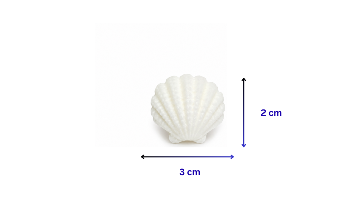 Scoici Wax Melts din Ceară de Soia – Aromă Marină Intensă [6]