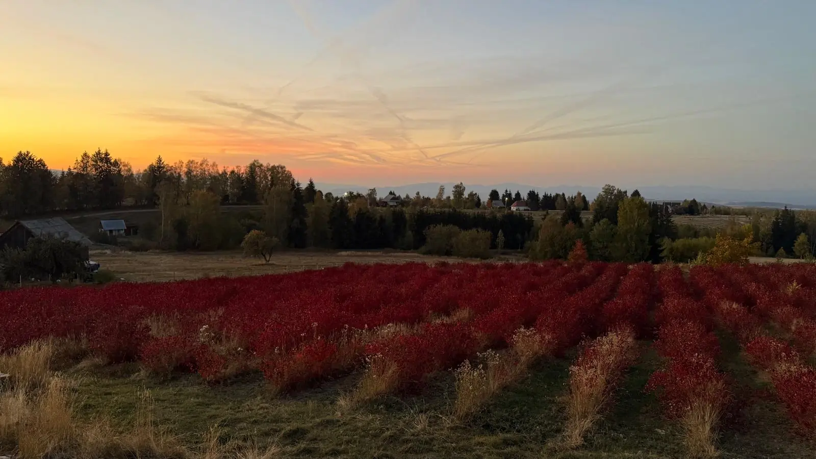 Rânduri de aronia cu frunze roșii în plantația Lorelin din Râșca, la apus
