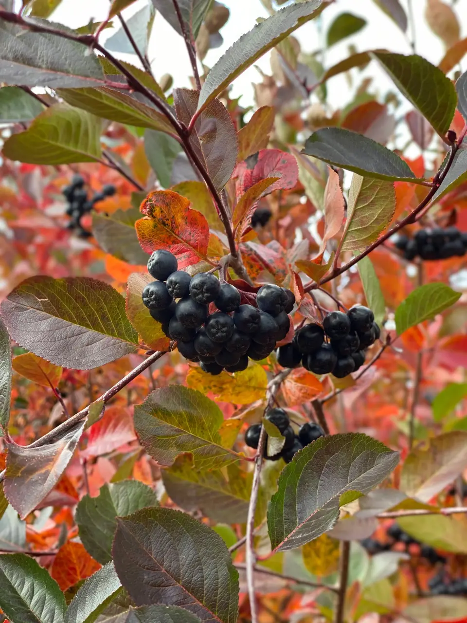 Fructe de aronia pe ramură, printre frunze de toamnă