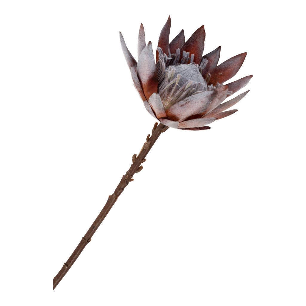 House Nordic Buchet de flori artificiale Protea 74 cm [4]