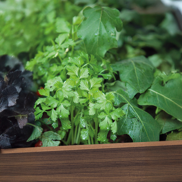 Curver Cutie decorativă de grădină din plastic, cu raft inferior, 110 l [6]